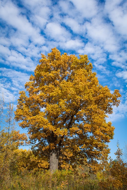 秋季 橡木 树 - Pixabay上的免费照片 - Pixabay