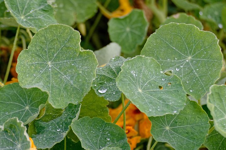 Plus de 300 images de Capucine et de Fleur - Pixabay