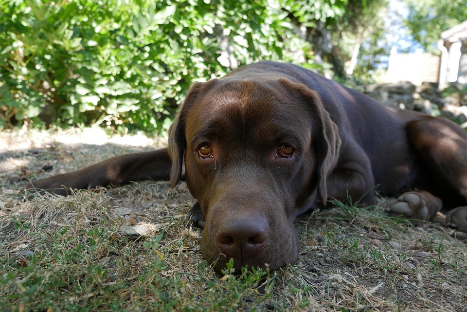 Labrador Anjing Foto Gratis Di Pixabay
