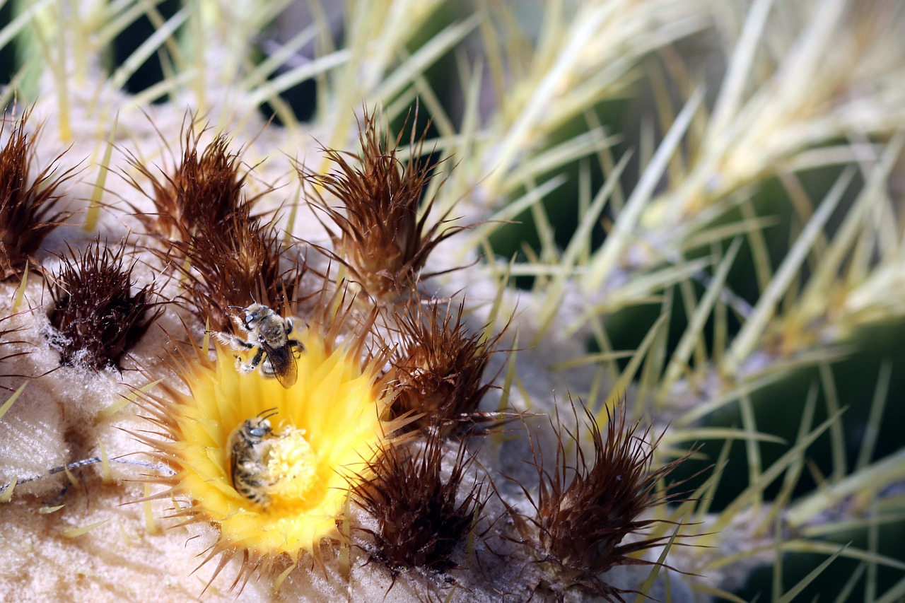 Cactus Bee Desert Free photo on Pixabay