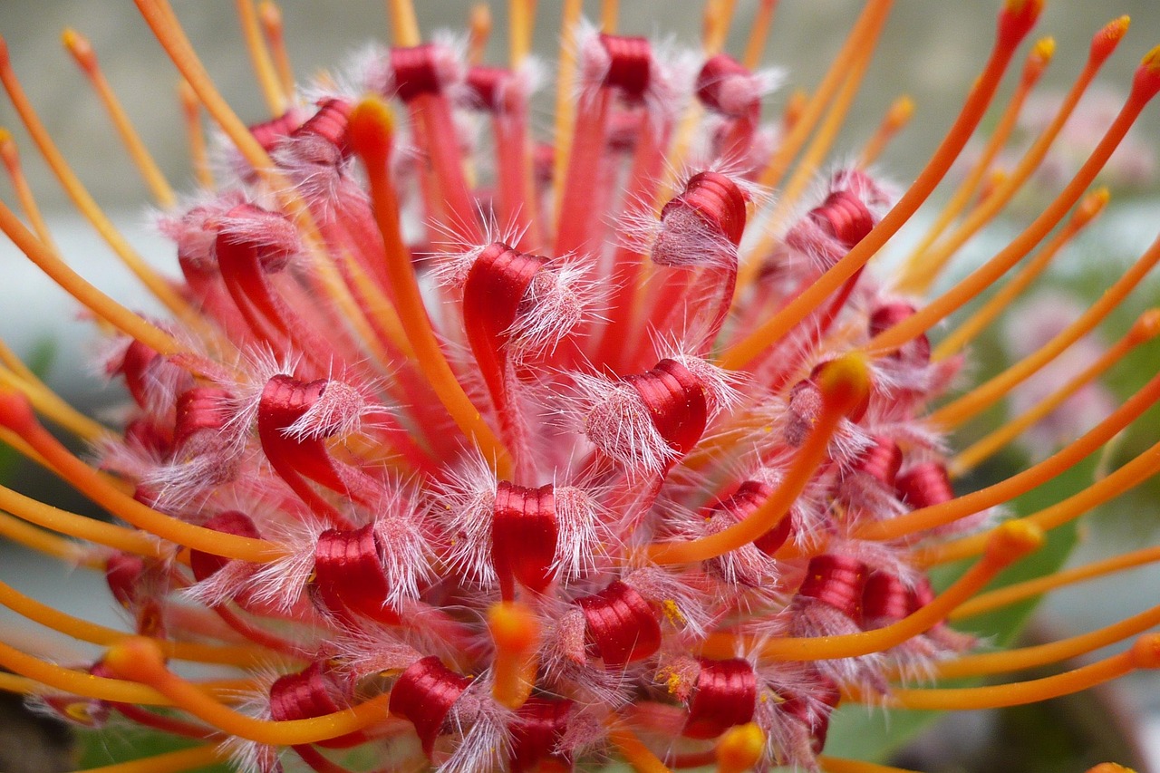 Flower Close Up Botany - Free photo on Pixabay