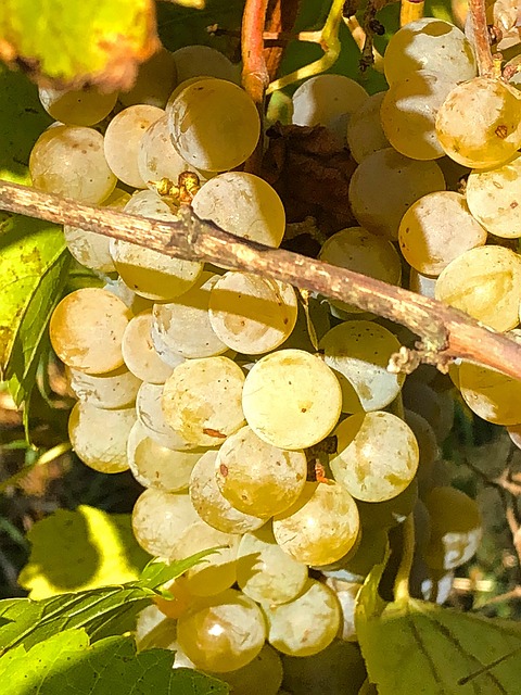 Grape, Ovoce, Révy, Víno, Zralé Ženy