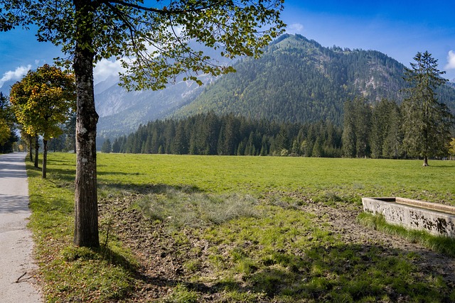 Free Landscape Tree photo and picture