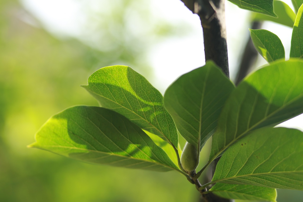40,000+ Free Broadleaf Tree & Nature Images - Pixabay