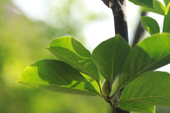 90+ Free Broadleaf & Nature Images - Pixabay