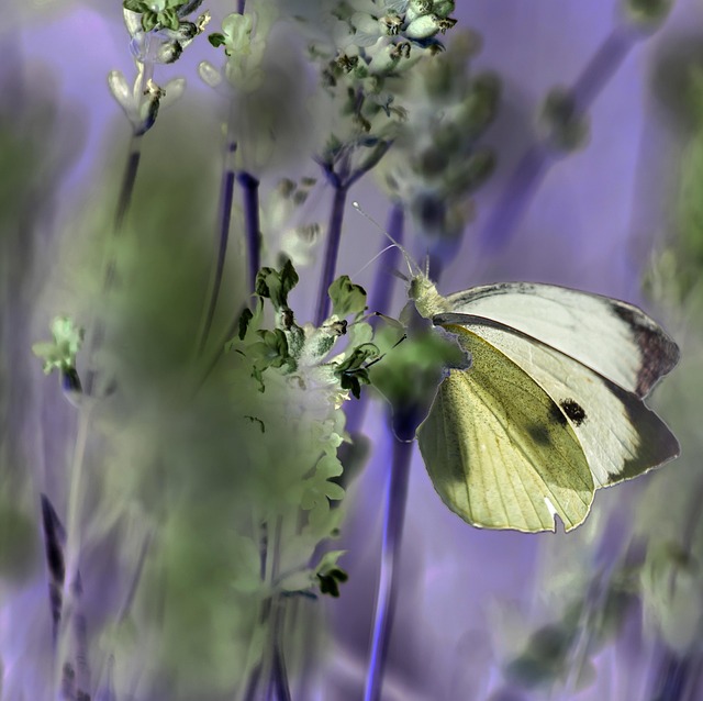 Free Insects Butterfly photo and picture