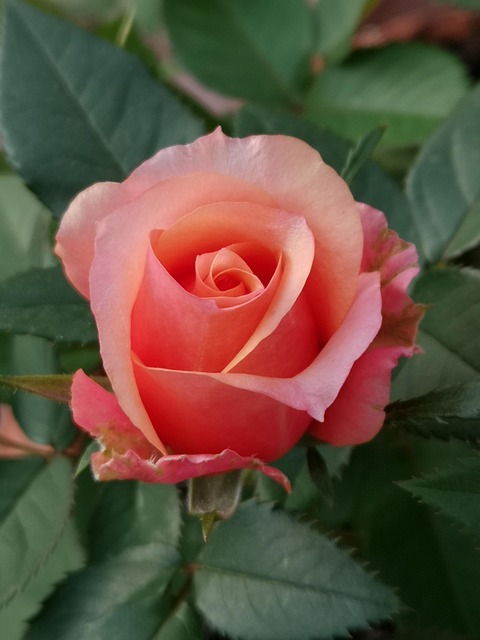 Blomst, Rose, Blomst Baggrund