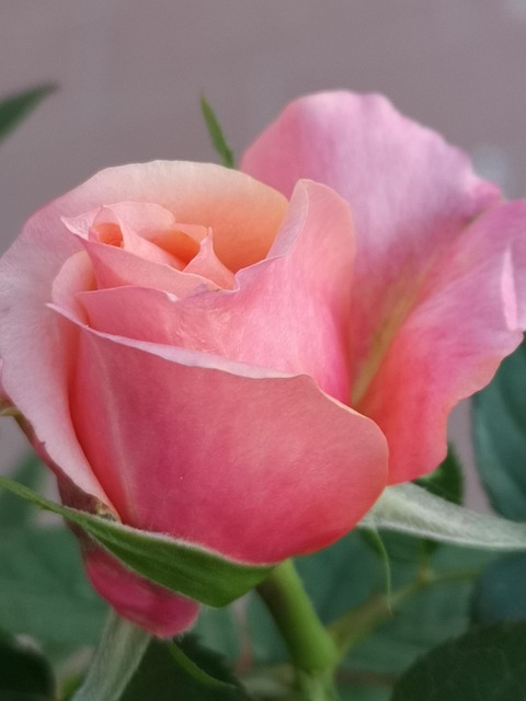 Blomst, Blomst Baggrund, Smukke Blomster