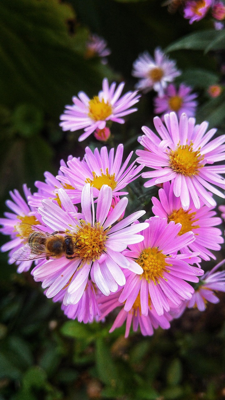 Blumen Violett Lila - Kostenloses Foto auf Pixabay - Pixabay Blumen Violett Lila - Kostenloses Foto auf Pixabay - Pixabay