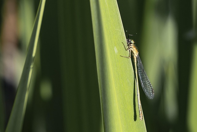 Free Dragonfly Insect photo and picture