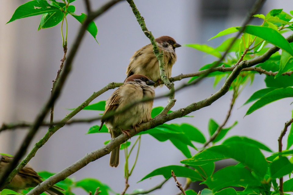 Brown Feather Bird Free photo on Pixabay