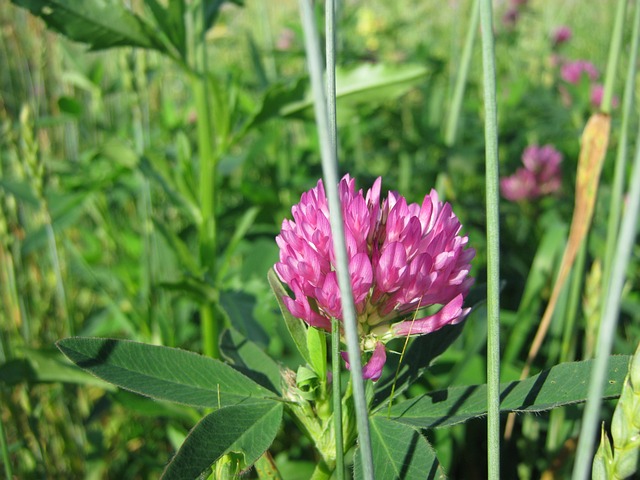 Nature Summer Clover - Free photo on Pixabay - Pixabay