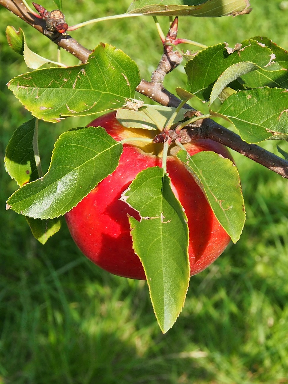 Apfel Rot Ernte - Kostenloses Foto auf Pixabay - Pixabay