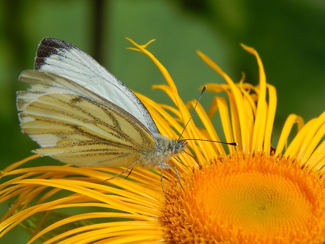 Natuur, Bloem Achtergrond, Vlinder