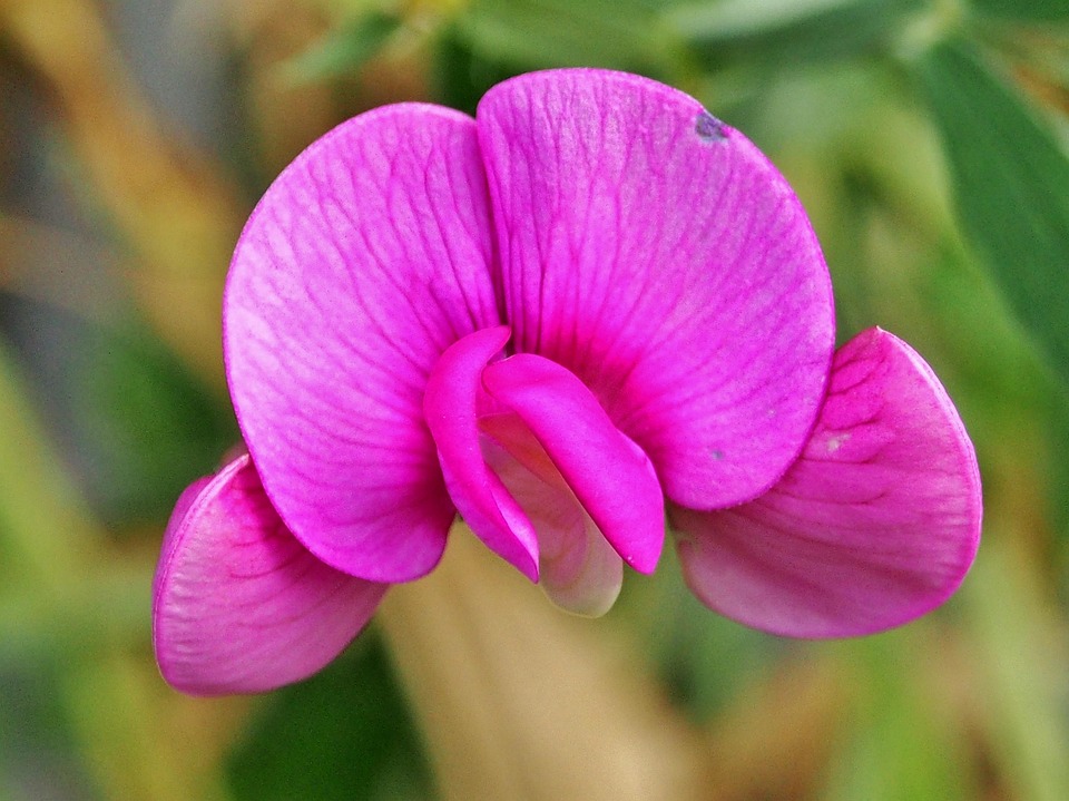 Vetch Bloom Vetch Blossom Bloom - Free photo on Pixabay