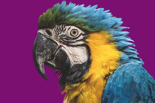 Arara, Natureza, Papagaio, Pássaro