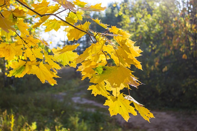 Herfst, Bladeren, Boom, Esdoorn, Natuur