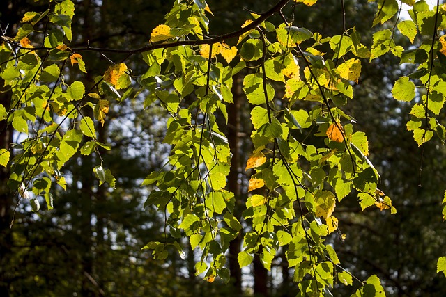 Berk, Bladeren, Herfst, Natuur
