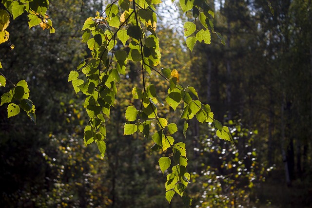 Berk, Gebladerte, Herfst, Landschap