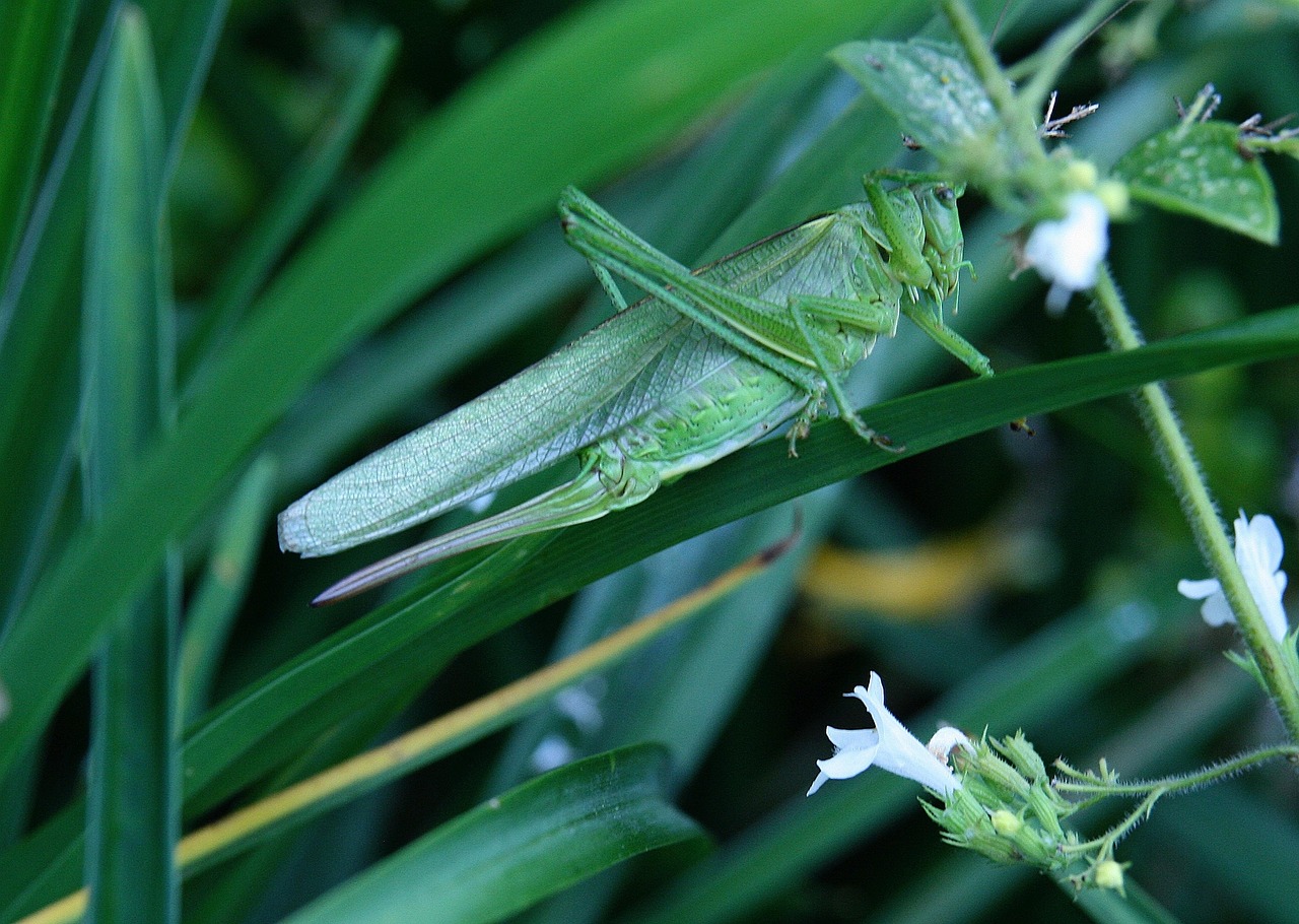 Insect Hay Horse Green - Free photo on Pixabay - Pixabay