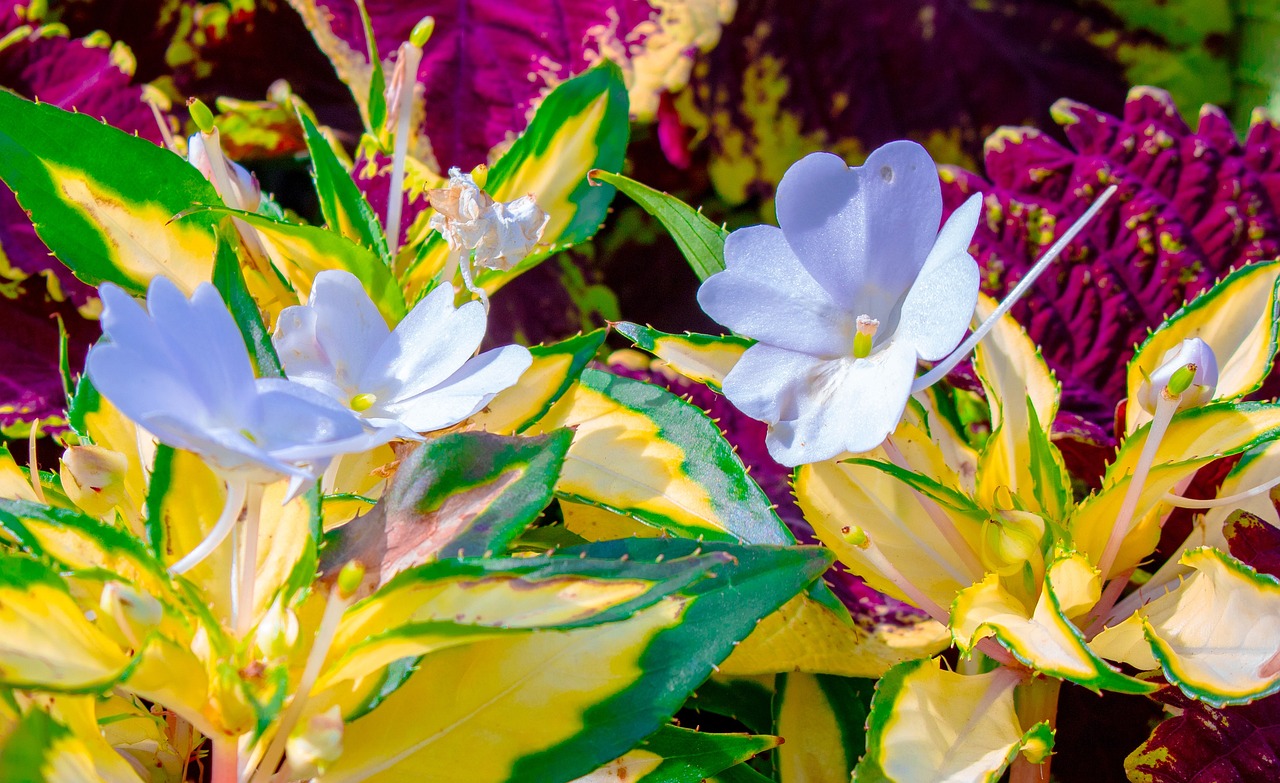 Plant Nature Bloom - Free photo on Pixabay