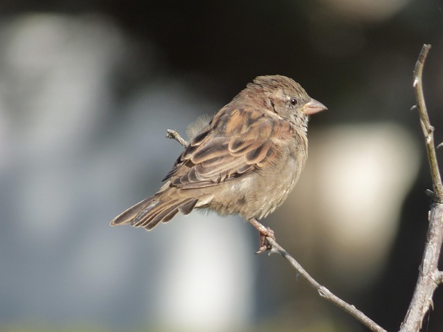 Free Ornithology Sparrow photo and picture