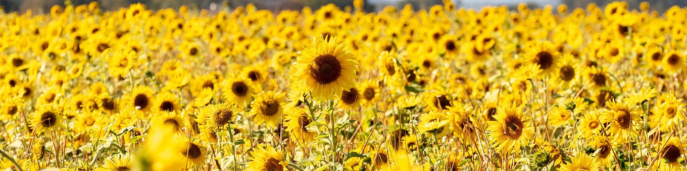 Sonnenblumen, Feld, Blumentapete