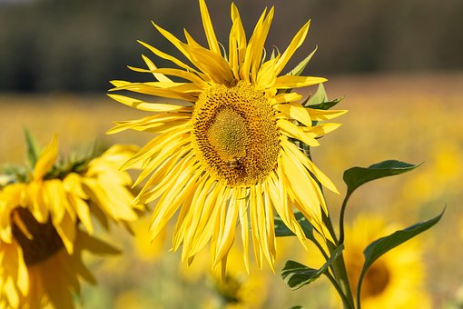 Sonnenblume, Sonne, Blüte, Sommer