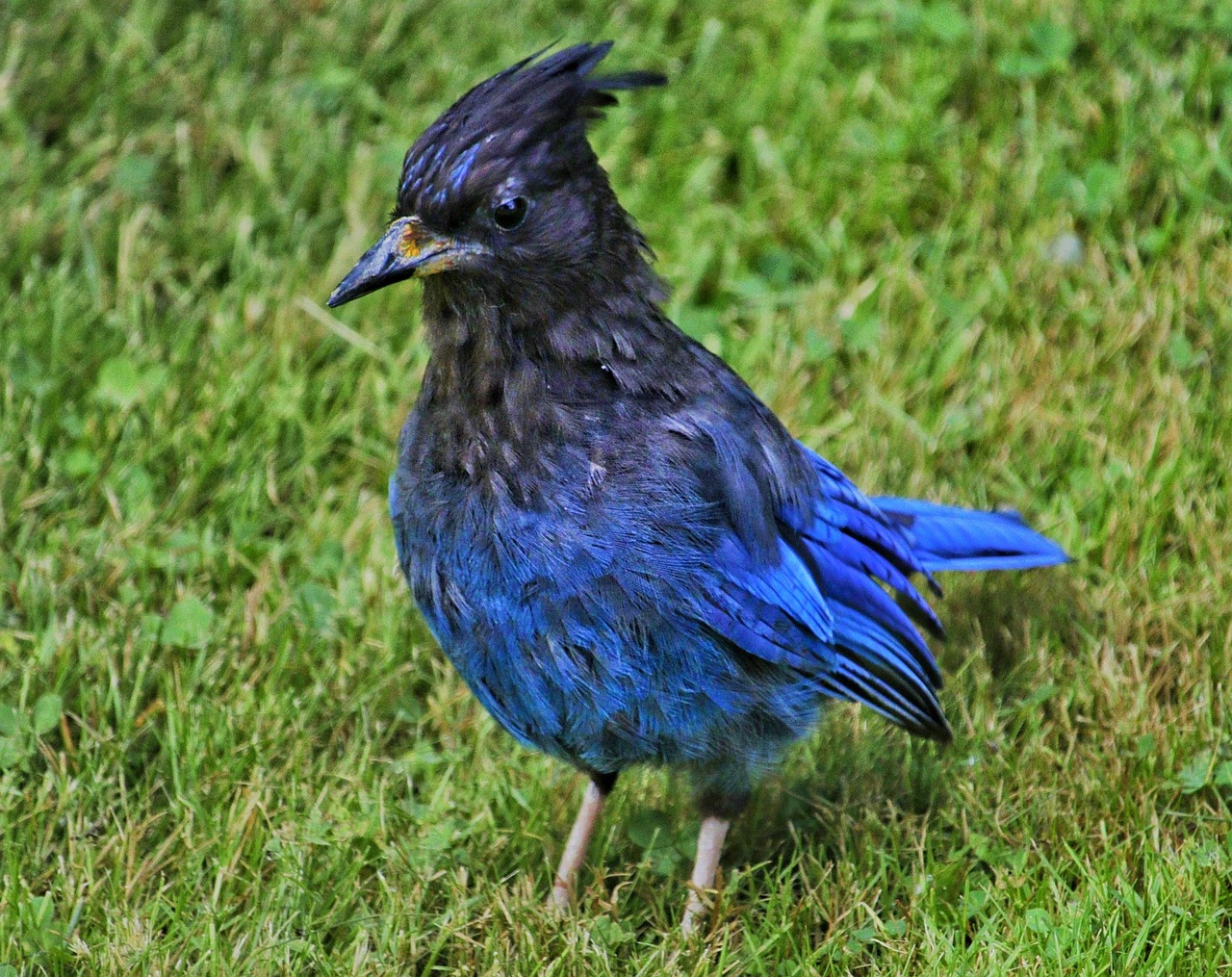 Pájaro Azul Naturaleza Fauna Foto gratis en Pixabay