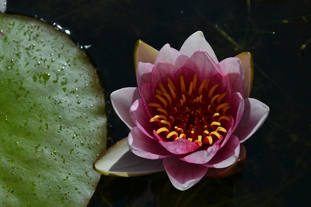 Lirio De Agua, Rosado, Te, Estanque