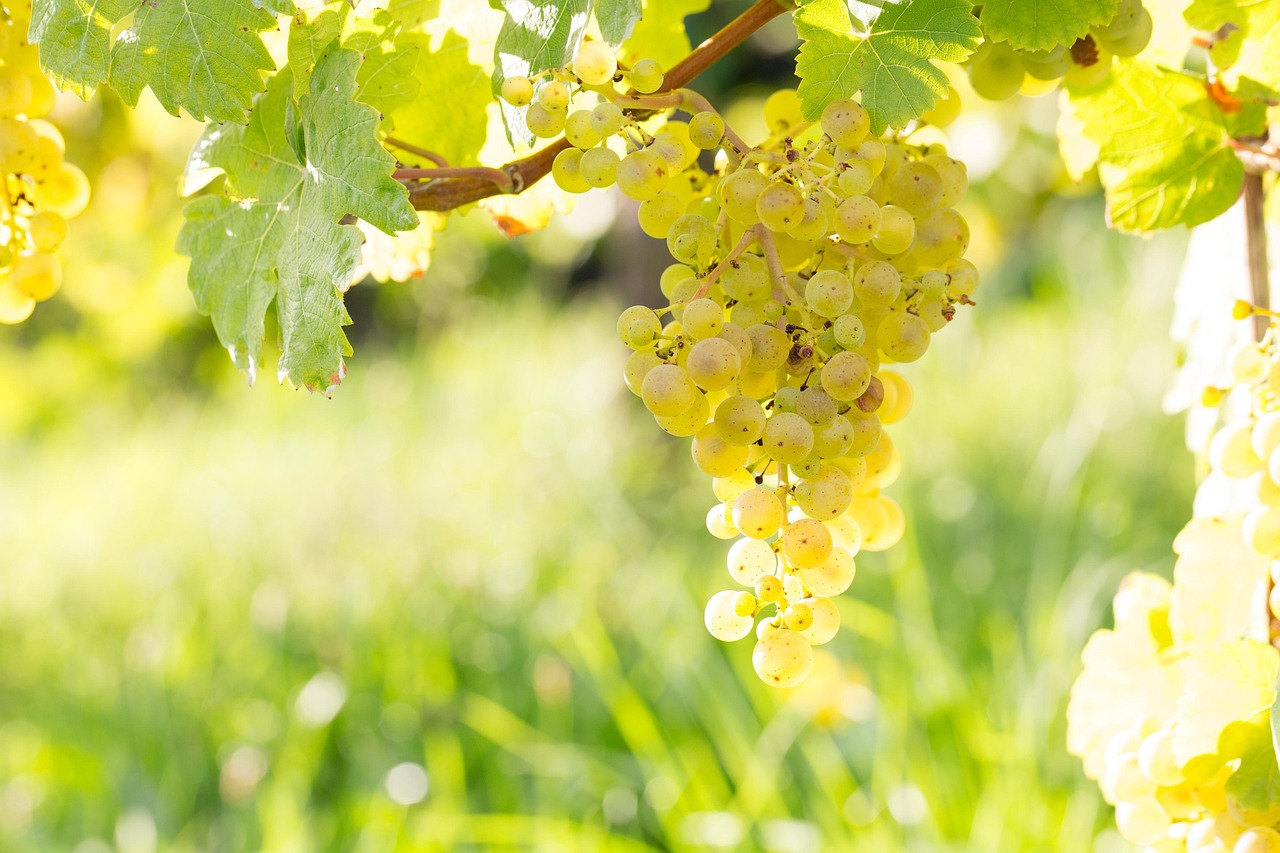 Grape Wine Vine Free photo on Pixabay Pixabay