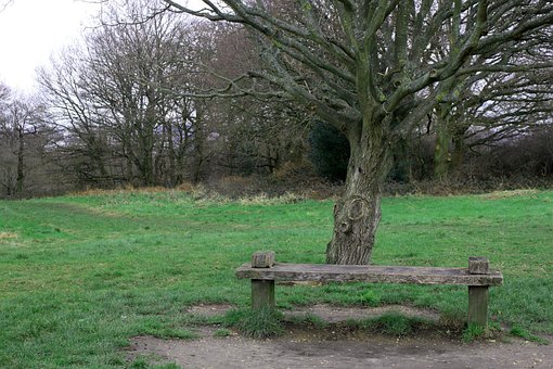 Free Tree Bench photo and picture