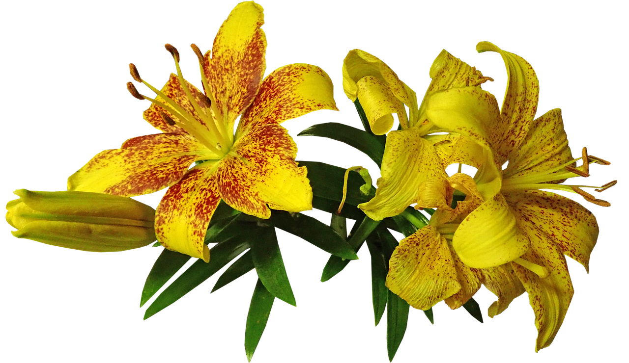 lily, asiatic, fragrant, beautiful flowers, flower background, cut out, isolated, flower, bulb, garden, flower wallpaper, nature