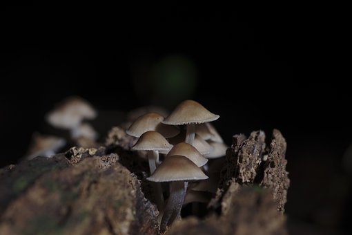 Free Mushroom Sanctuary photo and picture