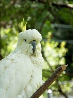 80以上の無料オカメインコ 鳥画像