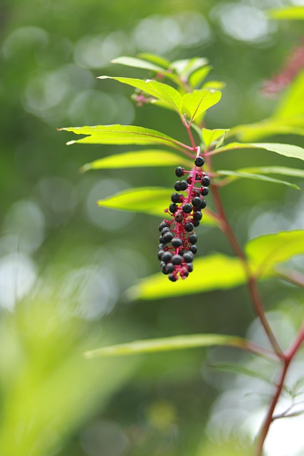 Obst, Natur, Blatt, Herbst, Pflanze