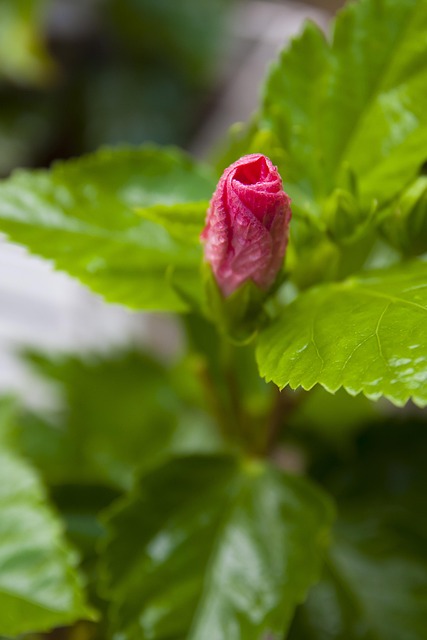 Nature, Beautiful, Plant, ดอกไม้สวย