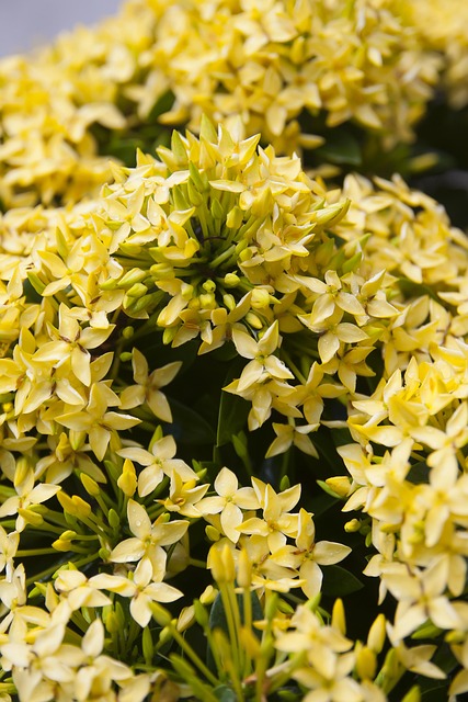 Nature, Flower, Plant, Flora, Closeup
