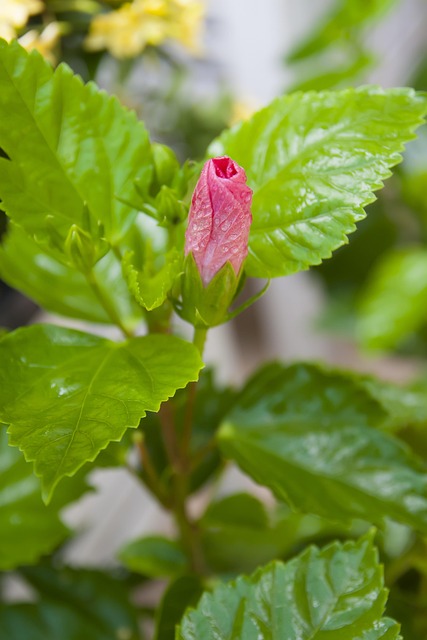 Nature, ดอกไม้สวย, Beautiful, Plant