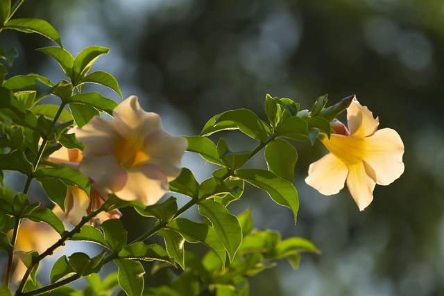 Nature, Beautiful, Plant, Background