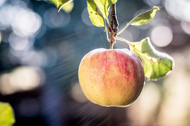 Äpfel, Herbst, Sommer, Ernte, Natur