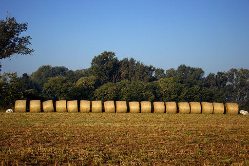 Feno, Campos, Agricultura, Campo