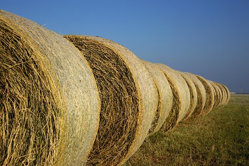 Feno, Campo, Natureza, Agricultura