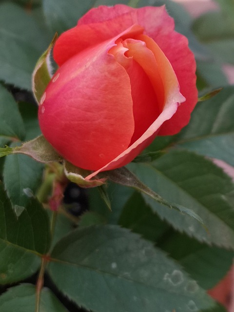 Natur, Rosenblomst, Blomst, Rose