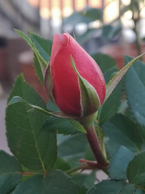 Rose, Opløbet, Landsted, Rød, Blomst