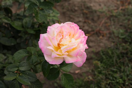 Free Autumn Flower Pink Flower photo and picture