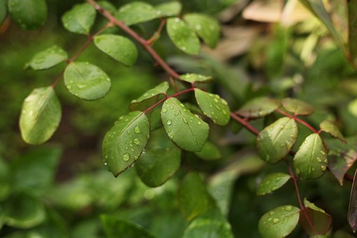 Free Rain Autumn photo and picture