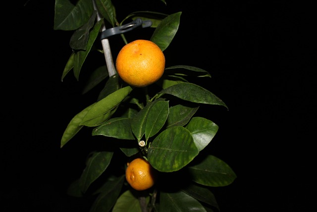 Free Orange Ornamental Wood photo and picture