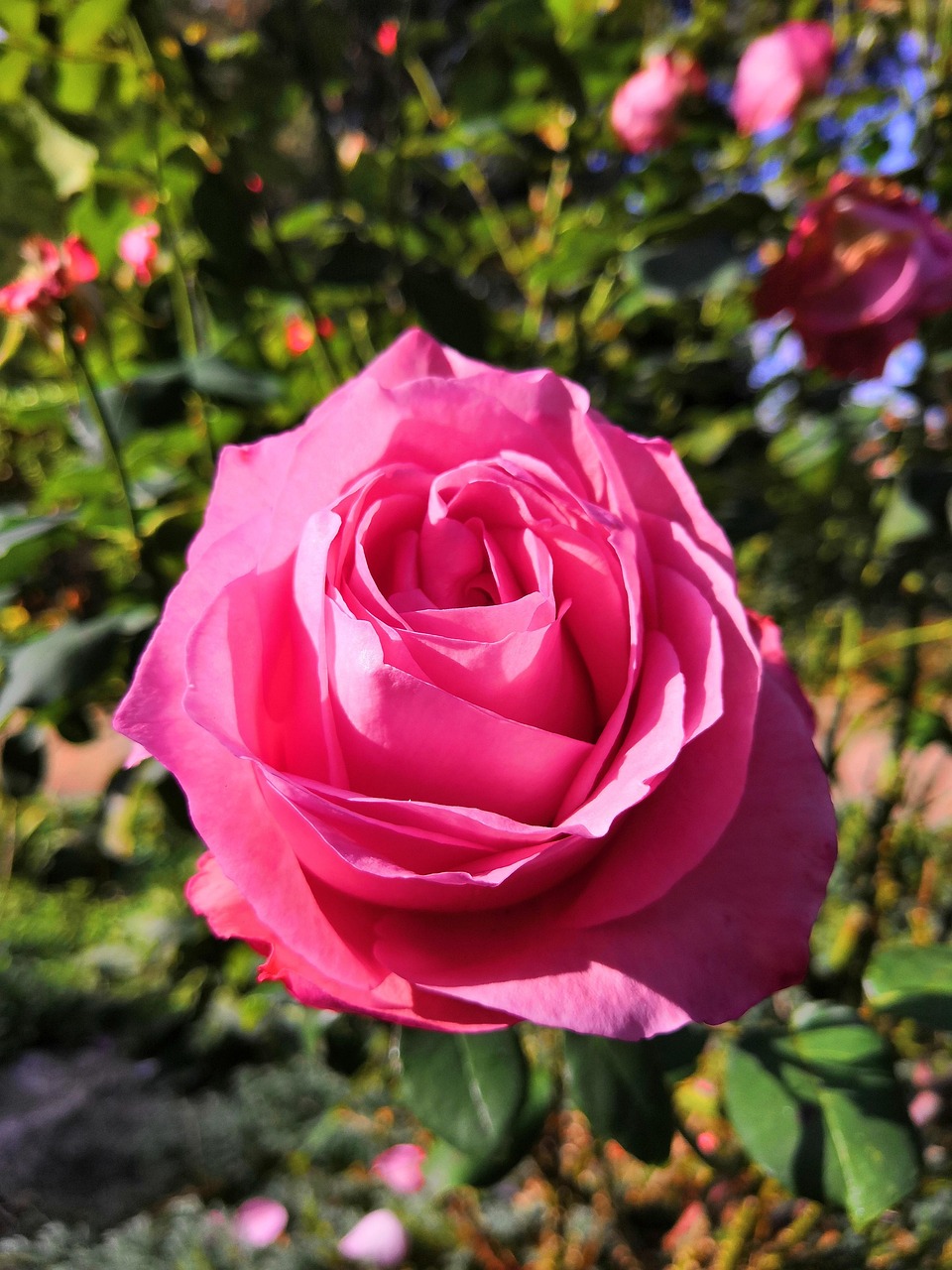 Rose Fleur Photo Gratuite Sur Pixabay Pixabay