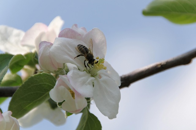 Free Apple Blossom Bee photo and picture